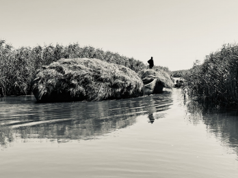 Transport of harvested reeds in the Danube Delta - copyright Emil Ivanescu